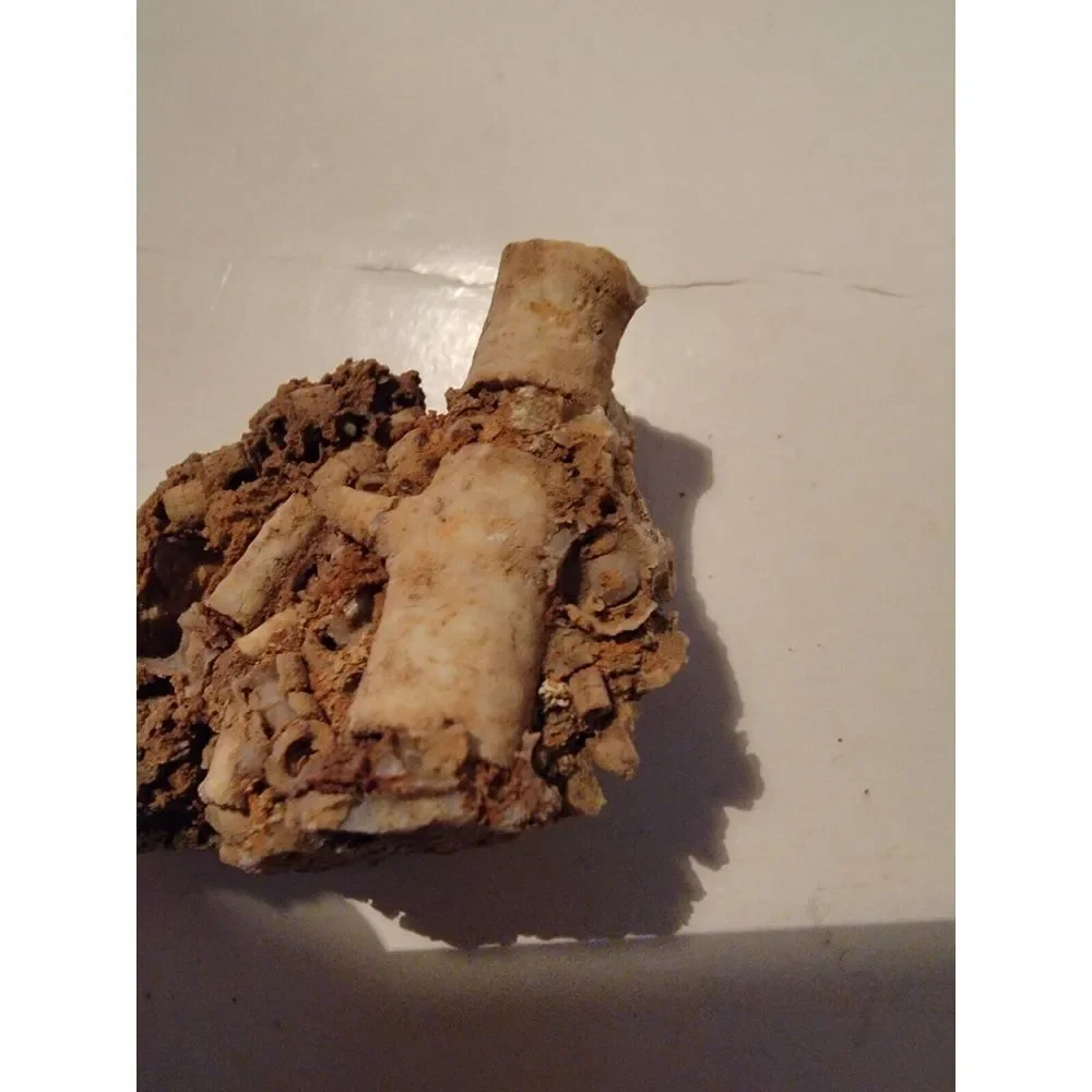 Fossilized‎ Coral Sponge Piece Fossil Ocean Marine Life